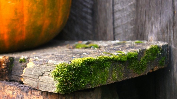 Лето - это маленькая жизнь