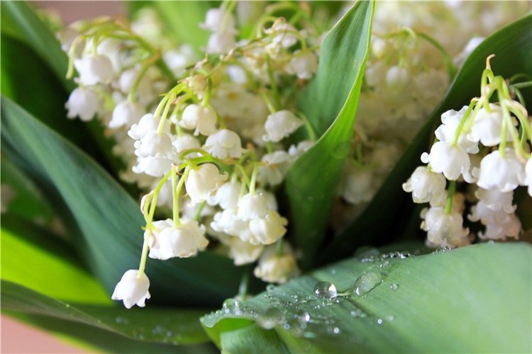 Ландыши в Январе — Куклы Meadow dolls (Медовушки): BJD (БЖД)