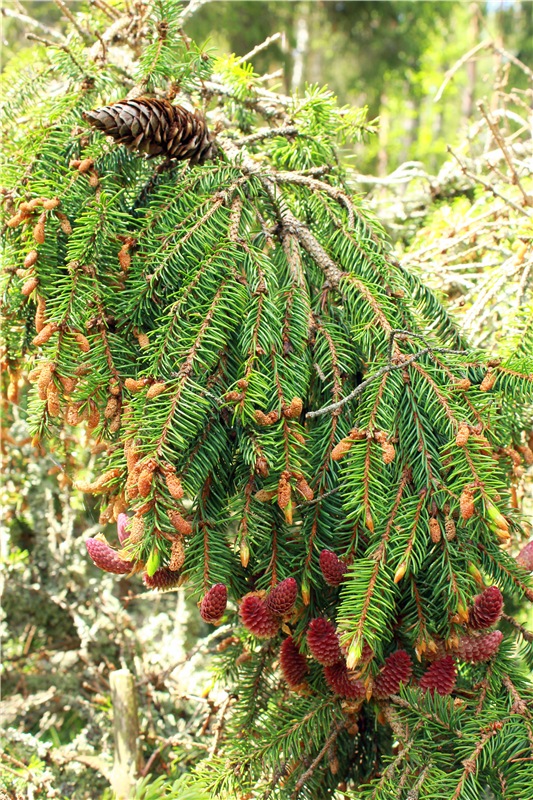 Ландышевый Лес. Twinkles Ella Chocolate