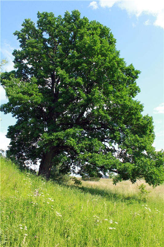 Путешествие Катрин. Katrin, Stoffpuppe Doll, Kathe Kruse