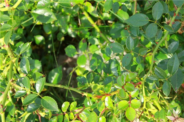 Сентябрьское путешествие в Старицу. Старицкий Свято-Успенский Монастырь