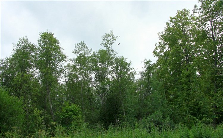 Путешествие Виолы в Усадьбу Знаменское-Раёк