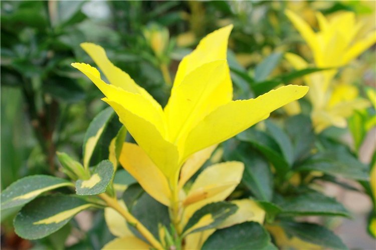 Выставка тюльпанов в Твери, продолжение