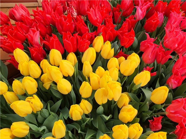 Выставка тюльпанов в Твери