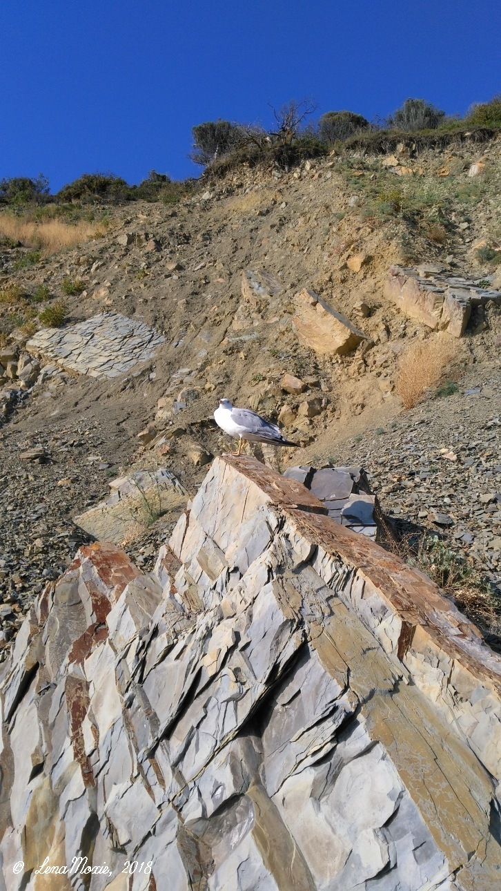 Kidz' тур. Юлино лето — Куклы Kidz'n'Cats (Соня Хартман): шарнирные 46 см