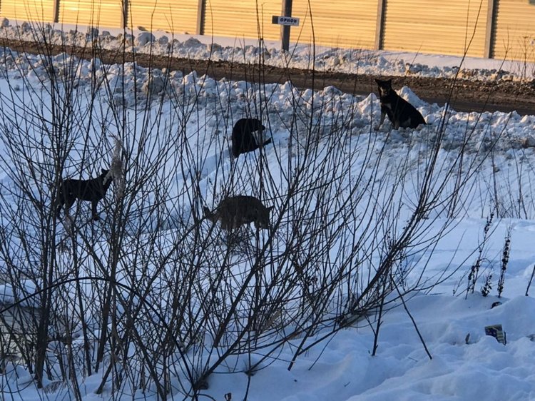 Нужна помощь собакам — Болталка и разговоры обо всем: жизнь