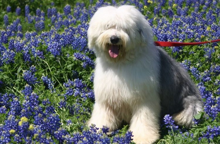 Квилт, Шерлок и магазин Американского хлопка. Колорадо, США