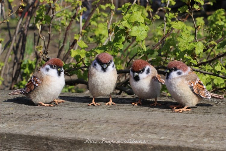 Воробушки — Валяные игрушки из шерсти: сухое валяние