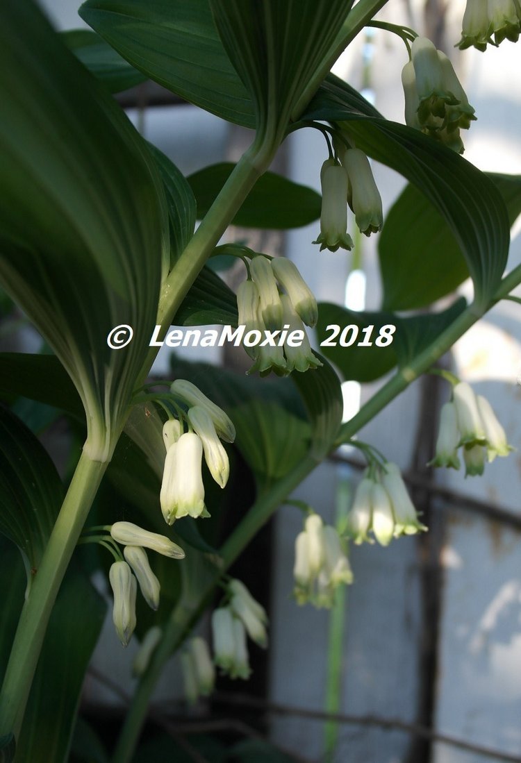 Мои куклы Journey Girls. Сатоми (Келли) 2012