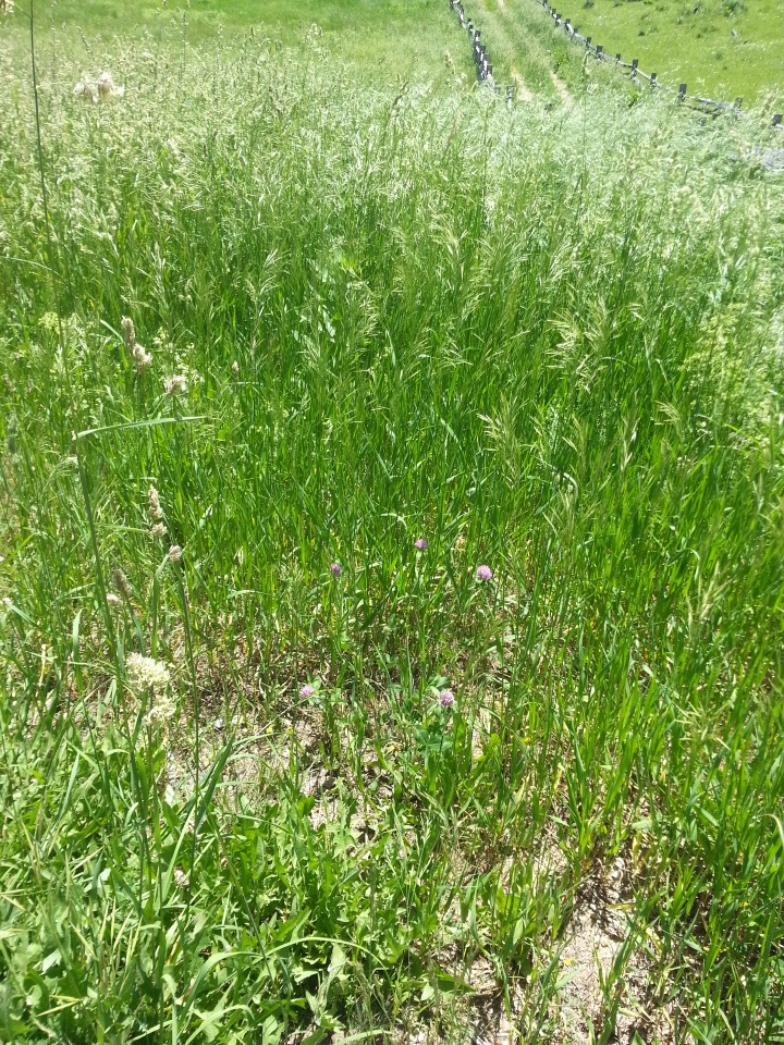 Прокатимся на машине времени? Поселение Старбридж. Новая Англия. 1830 год. Часть вторая