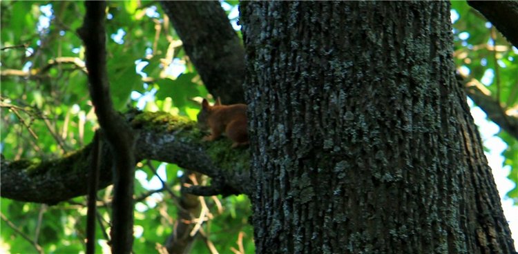 Августовская прогулка в Берново. Zwergnase Mischa