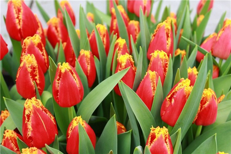 Тюльпановый Рай, продолжение. Выставка тюльпанов в Твери. Mini Layla elf Sunkissed skin от Kaye Wiggs