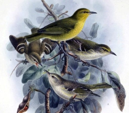 1 апреля — Международный день птиц