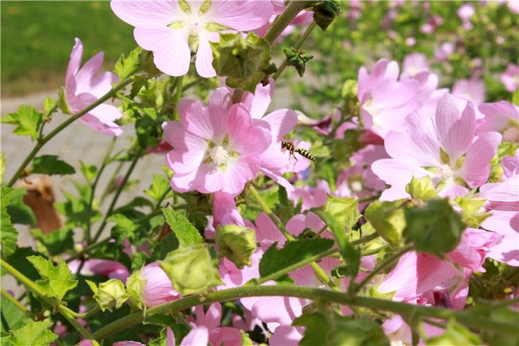 Любимая Старица. Свято-Успенский мужской монастырь