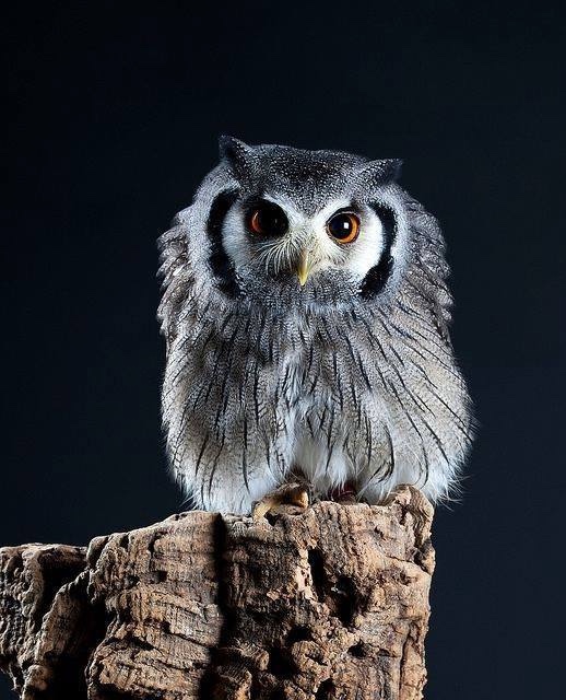 Любительские и профессиональные фотографии Сов (выпуск 2)