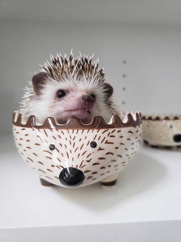 Любительские фотографии Ежей (выпуск 1) | Бэйбики Любительские фотографии Ежей (выпуск 1)