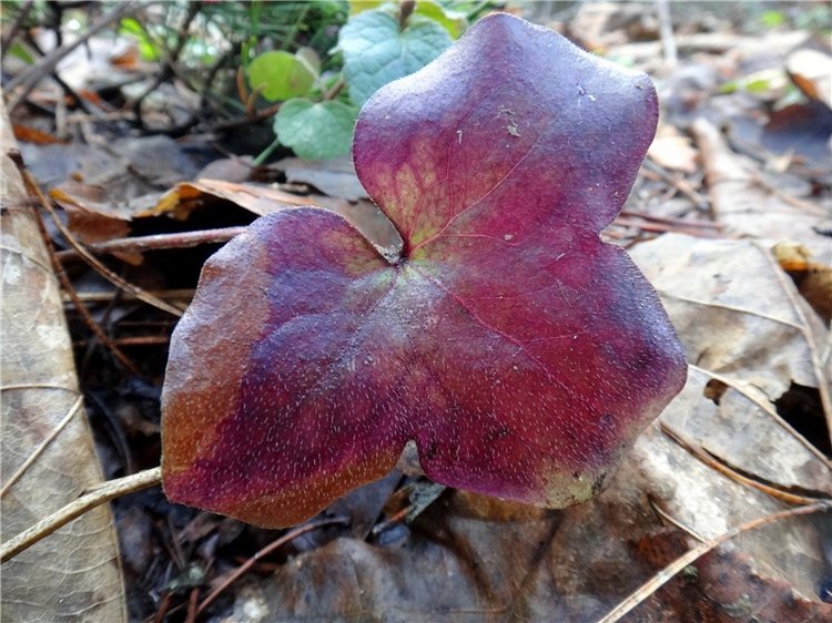 23 февраля - расцвели синие подснежники