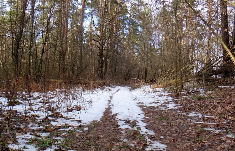 23 февраля - расцвели синие подснежники