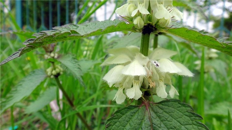 Просто Весна — Красивая природа и цветы: фото пейзажей