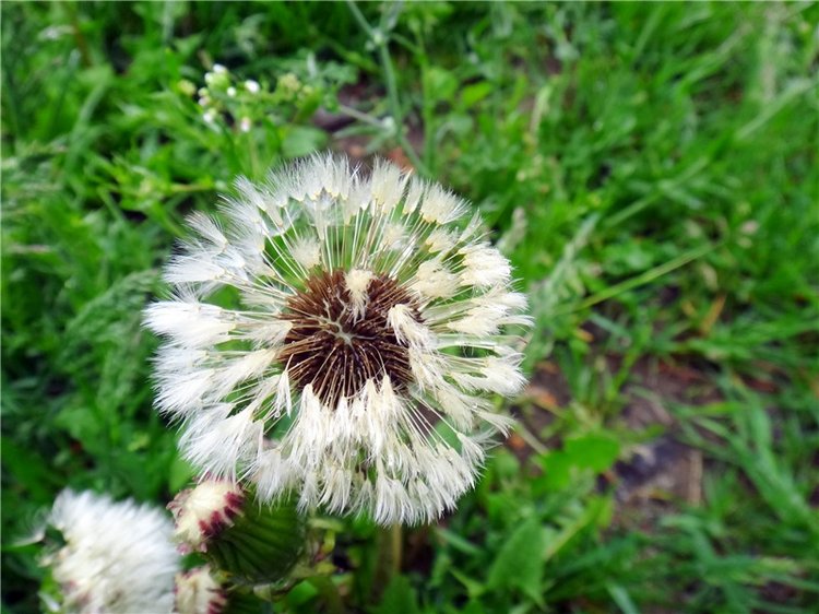 Просто Весна — Красивая природа и цветы: фото пейзажей