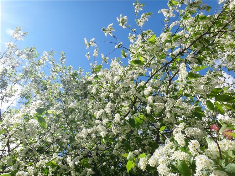 Просто Весна — Красивая природа и цветы: фото пейзажей