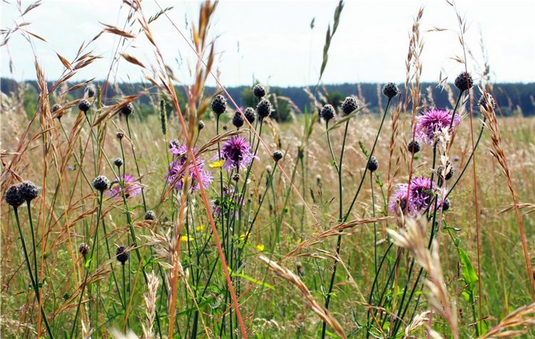 Путешествие Катрин. Katrin, Stoffpuppe Doll, Kathe Kruse