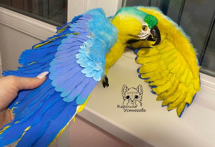 Попугай Ара. Желто-голубой (фото 10)