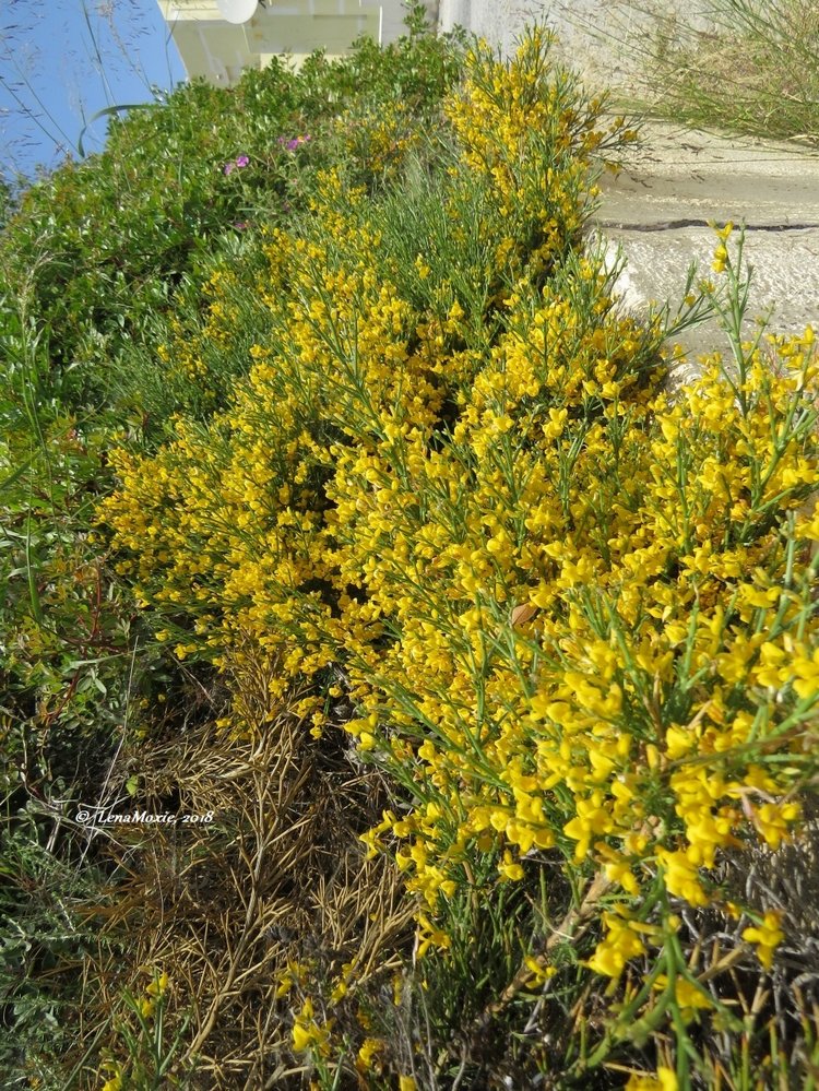 Kidz' тур. Нико на Крите. Херсониссос