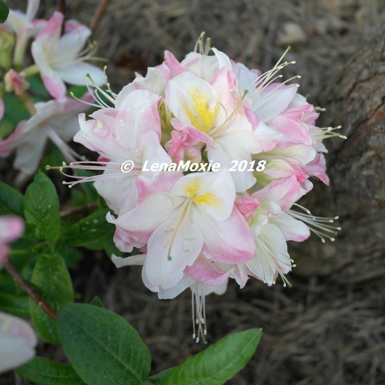 Мои куклы Journey Girls. Сатоми (Келли) 2012 (фото 2)