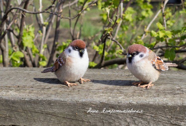 Воробушки — Валяные игрушки из шерсти: сухое валяние
