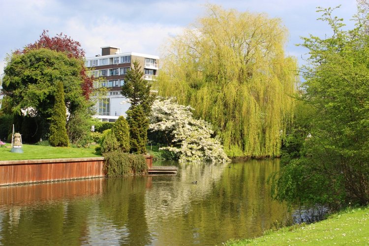 Цветущая Сакура. Прогулка по парку с Алисой. Весенние зарисовки