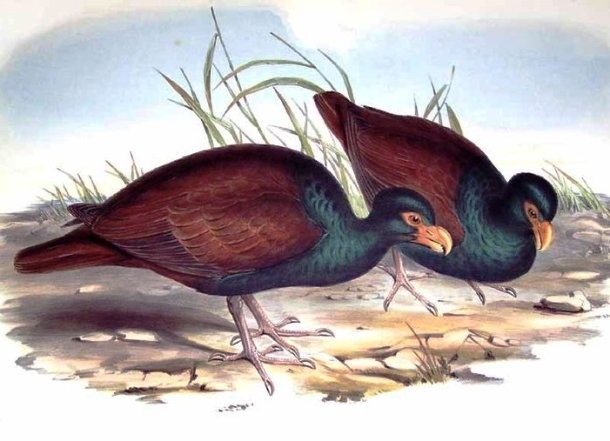 1 апреля — Международный день птиц