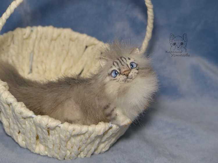 Котята Невские маскарадные, окрас Тэбби пойнт (фото 9)