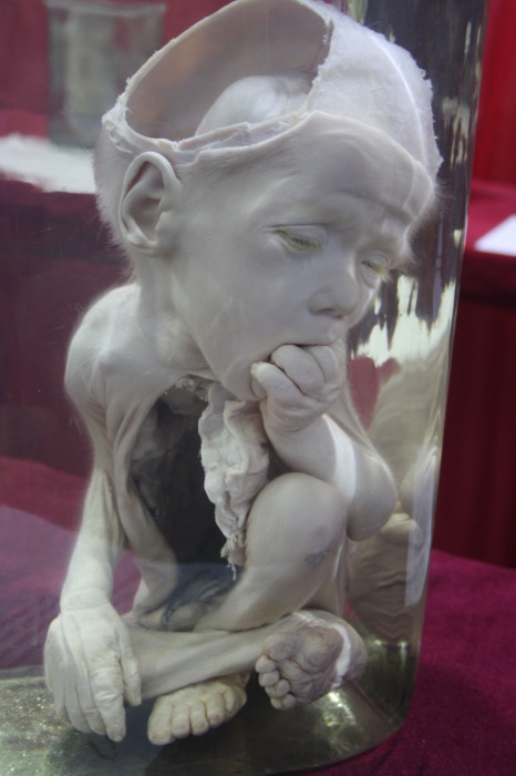 Псков: Петербургская Кунсткамера у нас в гостях. СТРОГО 18 +