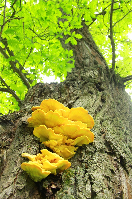 Путешествие с Бенни — Культура