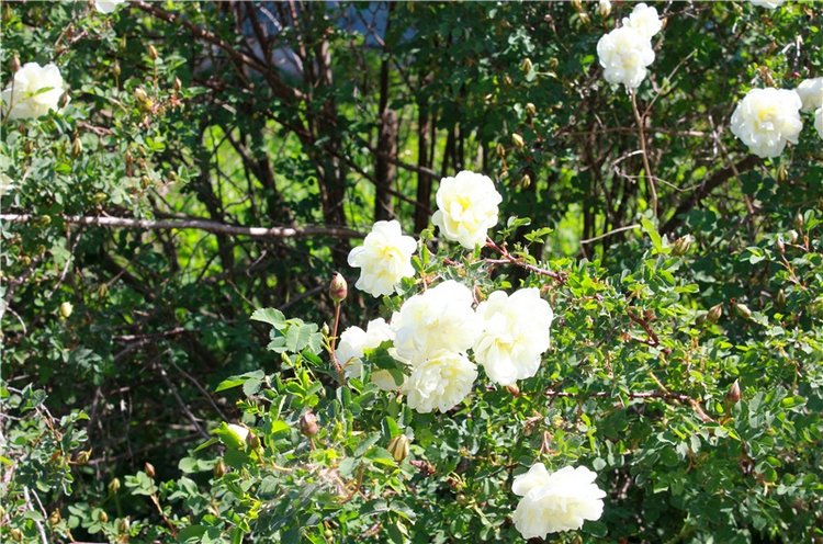 Я к Вам лечу воспоминаньем...Пушкинский праздник поэзии в Берново, 2019 год (фото 5)