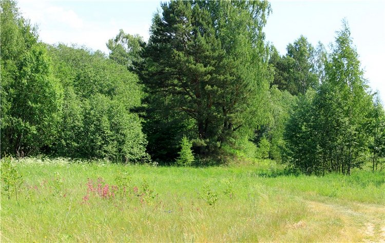 Малиновый Июнь, продолжение. BJD Gigi от Meadow Dolls