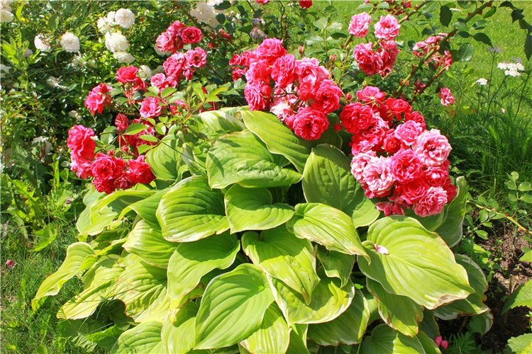 Любимая Старица. Свято-Успенский мужской монастырь