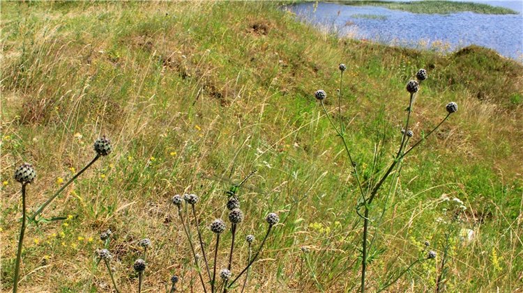 Путешествие Катрин. Katrin, Stoffpuppe Doll, Kathe Kruse (фото 9)