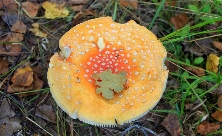 Эдельвейс на пленэре — Антикварные куклы ABG (Alt