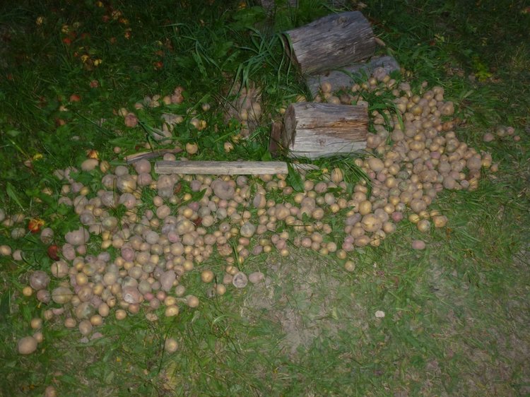 Отдых в деревне с Джой — Туризм и путешествия: фотоотчеты из поездок