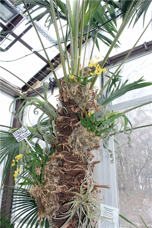 Тверской Ботанический Сад, продолжение | Бэйбики Тверской Ботанический Сад, продолжение