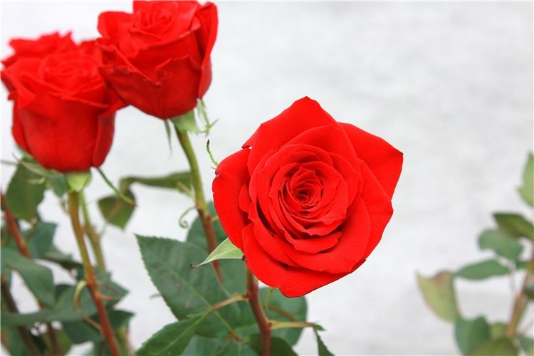 Выставка тюльпанов в Твери