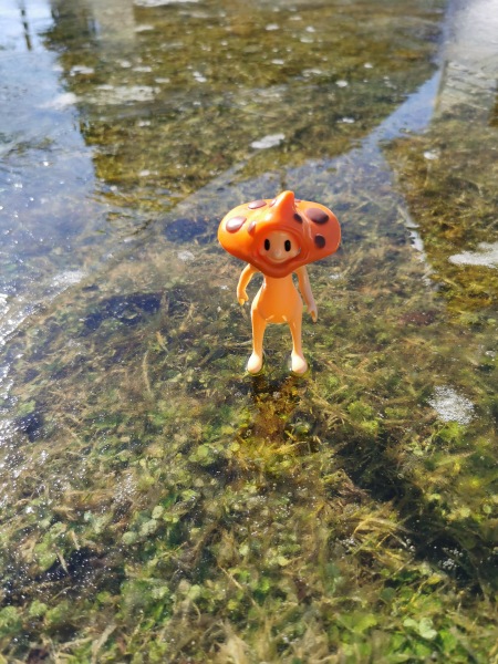 Лягушка Ванда и все-все-все