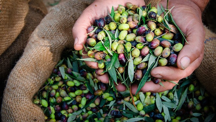 Kidz' тур. Нико на Крите. Аниссарас (фото 3)