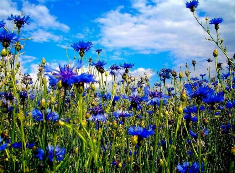 Ах, васильки, васильки — Красивая природа и цветы: фото пейзажей (фото 2)
