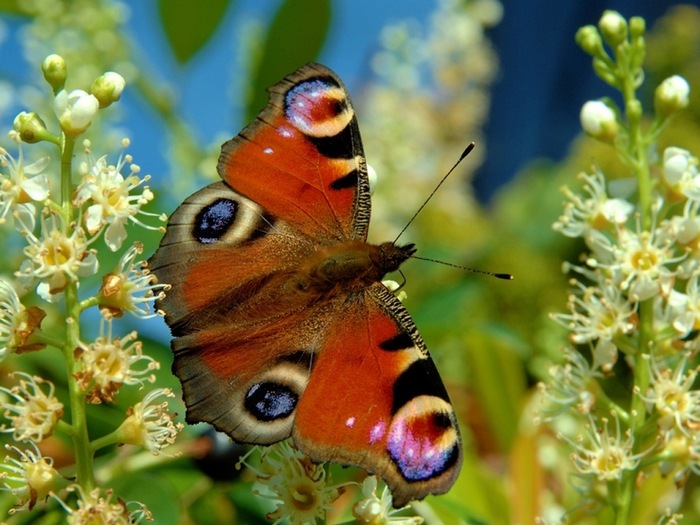 На лесной полянке чудо - на цветочках бантики. Это бабочки расселись, как цветные фантики
