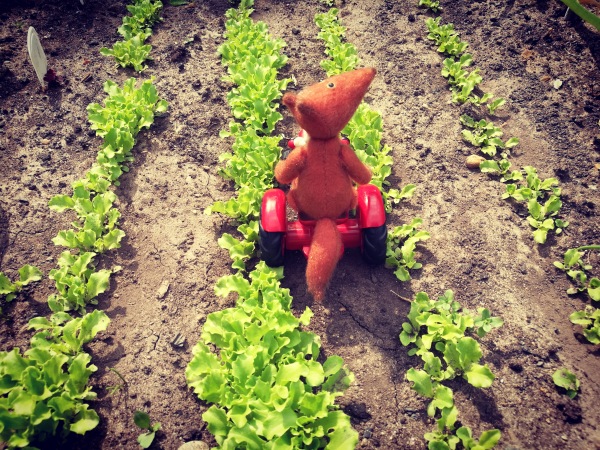 Большая дружба маленьких друзей (фото 9)