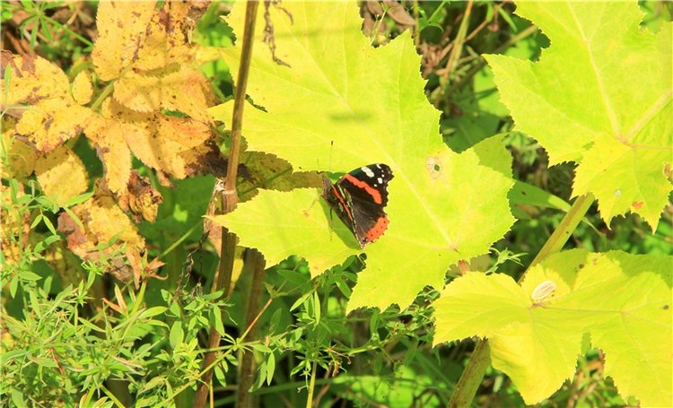 Старицкая Швейцария. Путешествие Мии. Minifee Miyu FairlyLand | Бэйбики Старицкая Швейцария. Путешествие Мии. Minifee Miyu FairlyLand