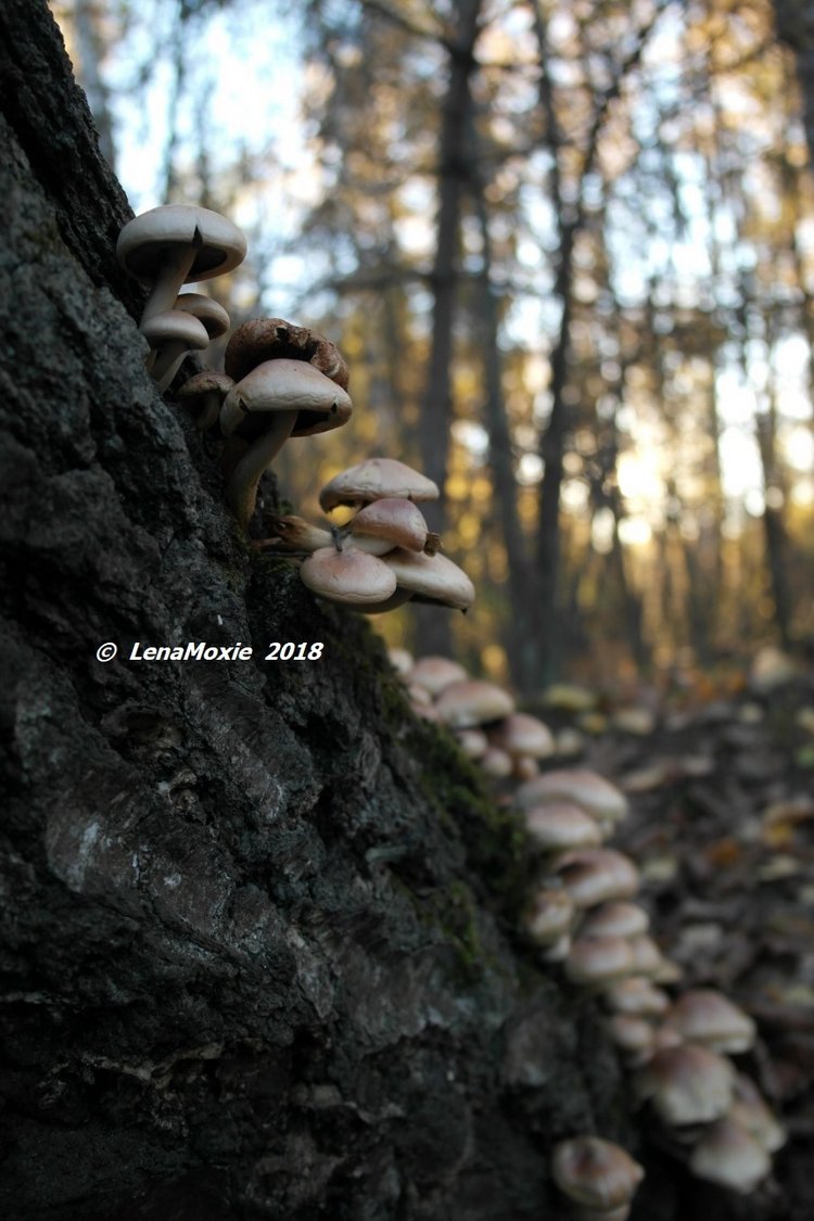 Прощание с теплой Осенью — Куклы Kidz'n'Cats (Соня Хартман): шарнирные 46 см